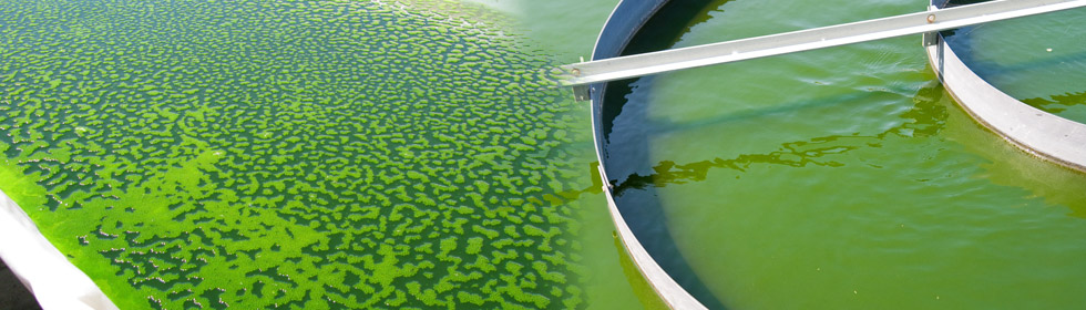 Biofuel